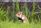 black-bellied hamster