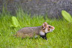 black-bellied hamster