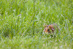 black-bellied hamster