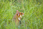 black-bellied hamster