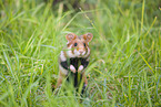 black-bellied hamster