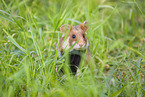 black-bellied hamster