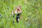 black-bellied hamster
