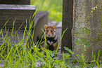 black-bellied hamster