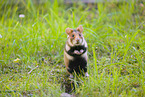 black-bellied hamster