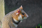 black-bellied hamster