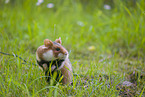 black-bellied hamster