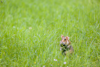 black-bellied hamster