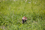 black-bellied hamster