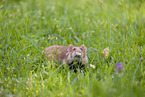 Eurasian hamster