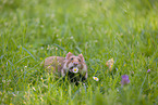 Eurasian hamster