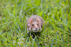 Eurasian hamster