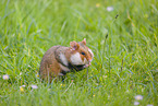 Eurasian hamster