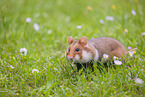 Eurasian hamster