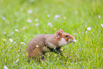Eurasian hamster