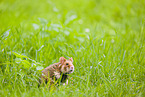 Eurasian hamster