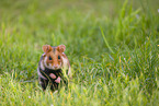 Eurasian hamster