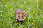 Eurasian hamster