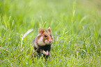 Eurasian hamster