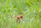 Eurasian hamster