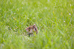 Eurasian hamster