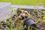 Eurasian hamster