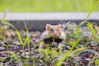 Eurasian hamster