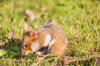 Eurasian hamster