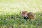 Eurasian hamster