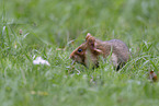 Eurasian hamster