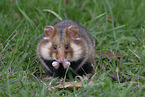 Eurasian hamster