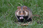 Eurasian hamster