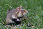 Eurasian hamster