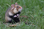 Eurasian hamster