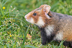 black-bellied hamster