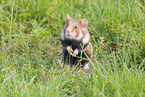 black-bellied hamster