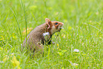 black-bellied hamster