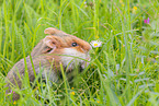 black-bellied hamster
