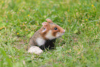 black-bellied hamster