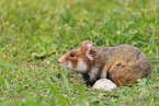 black-bellied hamster