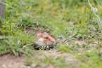 black-bellied hamster