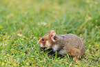 black-bellied hamster