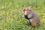 black-bellied hamster