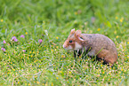black-bellied hamster