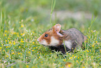 black-bellied hamster