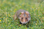 black-bellied hamster