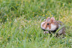 black-bellied hamster