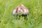 black-bellied hamster