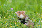 black-bellied hamster