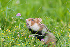 black-bellied hamster